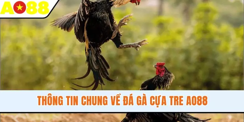 Thông tin chung về đá gà cựa tre